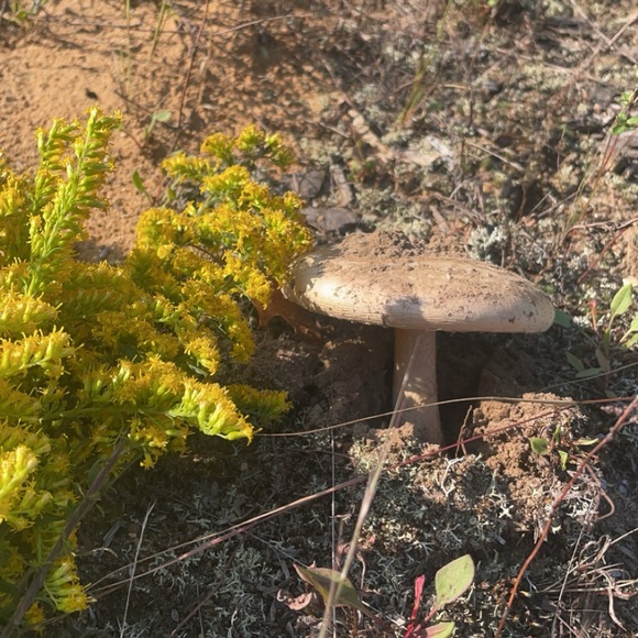 Meet your Posher, Eleri - Picture 1 of 1